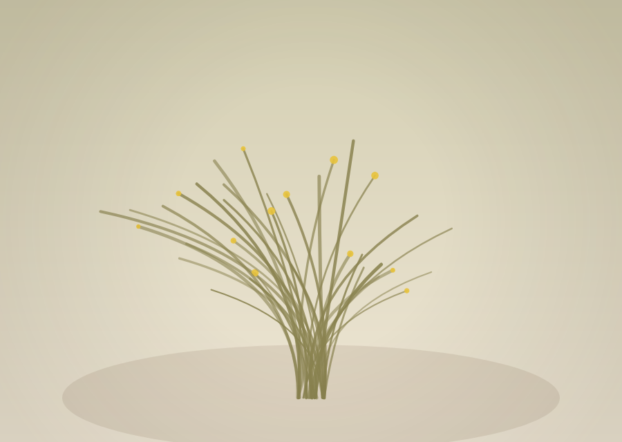 Bailahuén (Haplopappus baylahuen)