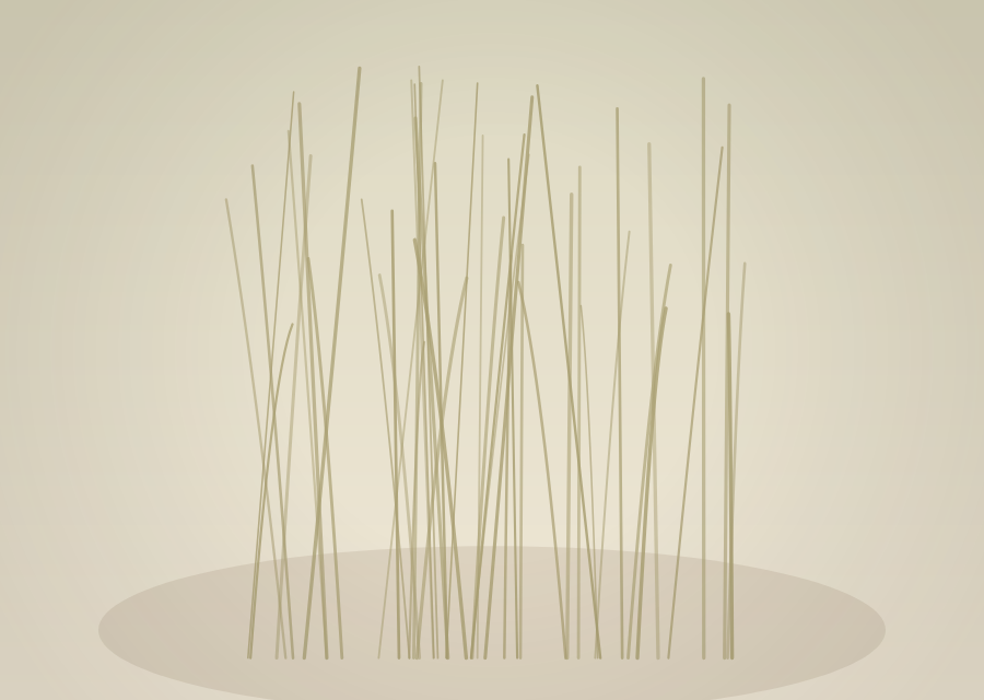 Cortadera (Cortaderia speciosa)
