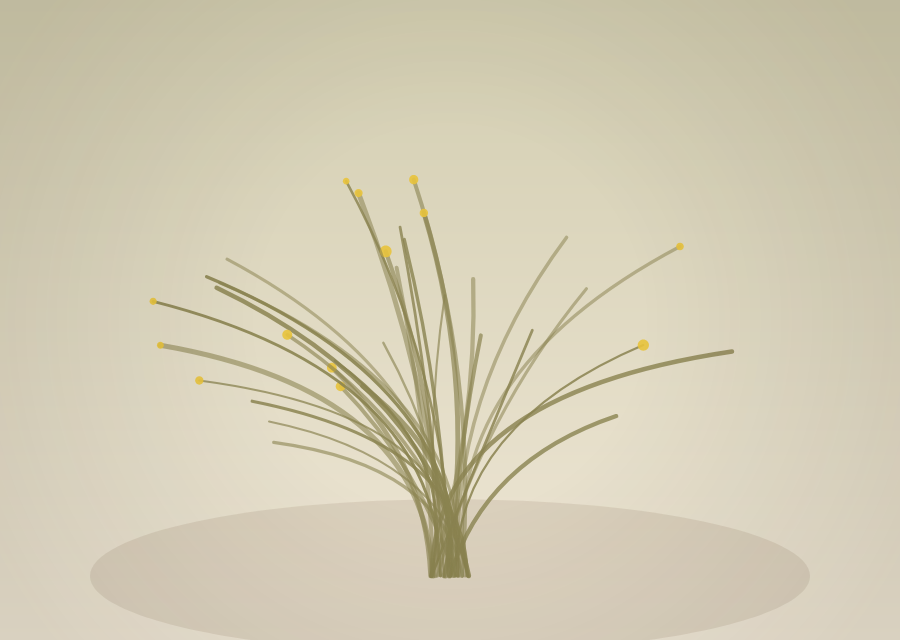 Naranjillo (Mulinum spinosum)